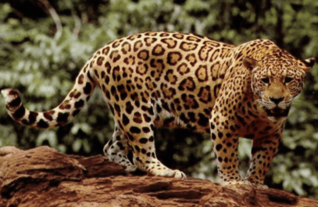 Big Cats of the Pantanal – Jaguars with Oncafari